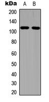 EPHA1 (Phospho-Tyr605) Antibody