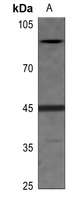 eIF2B (Phospho-Ser67) Antibody