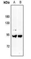 A-Myb Antibody