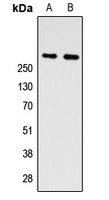 ZNF462 Antibody