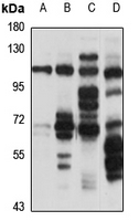 CDH12 Antibody