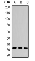 Spermidine Antibody