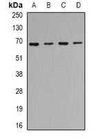 TRIP10 Antibody