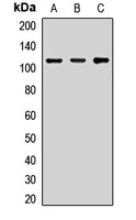 KIFAP3 Antibody