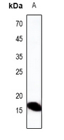 Defensin  alpha3 Antibody