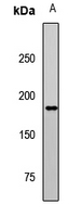 Erbin Antibody