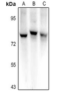 SEMA3C Antibody