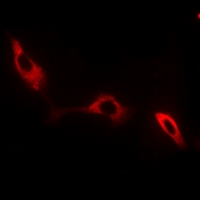 NKTR Antibody