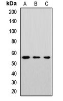 Cytochrome P450 46A1 Antibody