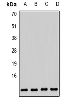 Cytochrome c Oxidase 6B1 Antibody