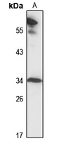 MRPL2 Antibody