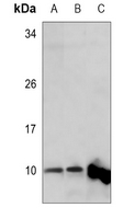 MRPL34 Antibody