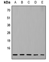 RPL37 Antibody