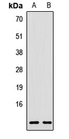 RPL38 Antibody