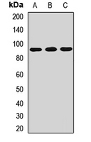 ACBD5 Antibody