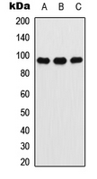 ATXN7 Antibody