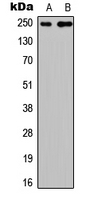 CABIN1 Antibody