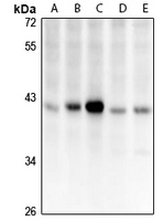 CCDC109A Antibody