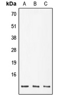 RPAB4 Antibody