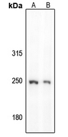 GON4L Antibody