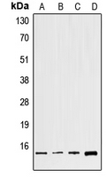 GNG8 Antibody