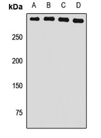 USP24 Antibody