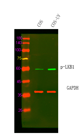 LKB1 (Phospho-Ser334) Antibody