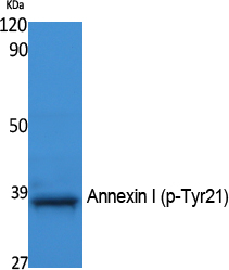 ANXA1 (Phospho-Tyr21) Antibody