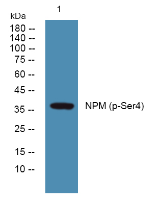 NPM (Phospho-Ser4) Antibody