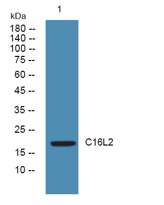 CD164L2 Antibody