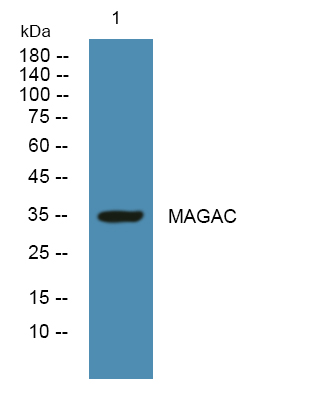 MAGAC Antibody