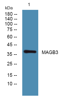 MAGB3 Antibody