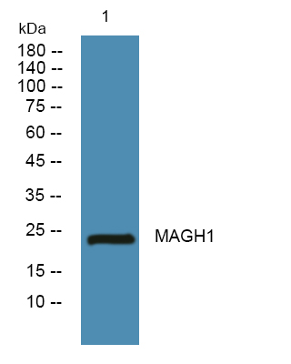 MAGH1 Antibody