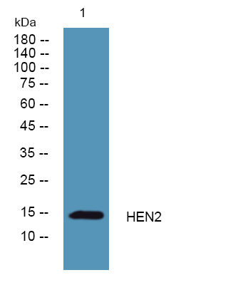 HEN2 Antibody