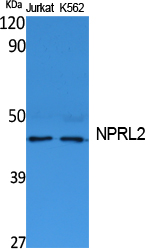 TUSC4 Antibody