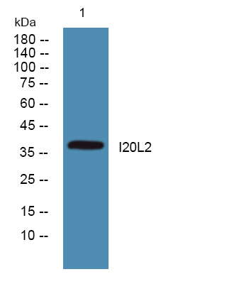 IL20L2 Antibody