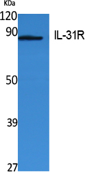 IL31R Antibody