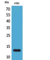 XCL1/2 Antibody