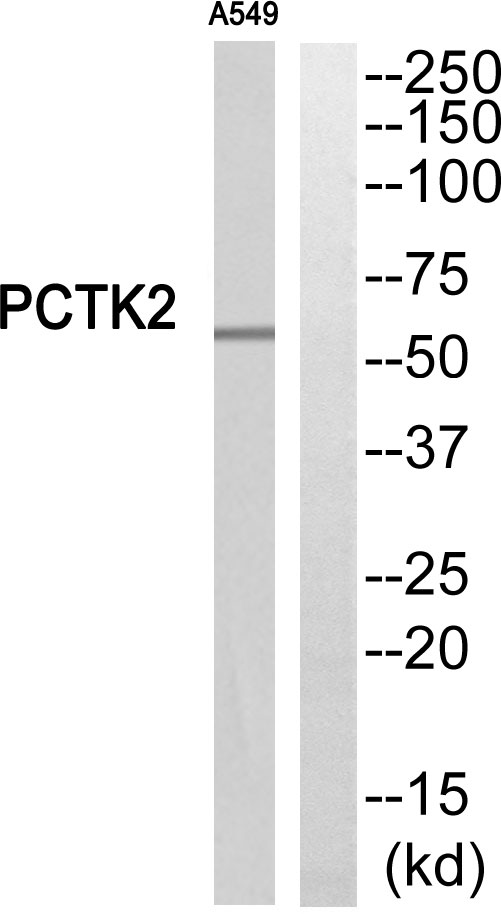 PCTK2 Antibody