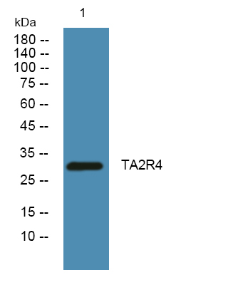 TAS2R4 Antibody