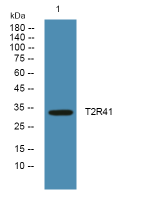 TAS2R41 Antibody