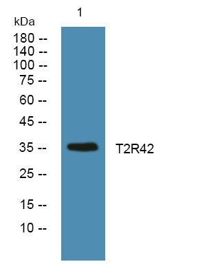 TAS2R42 Antibody