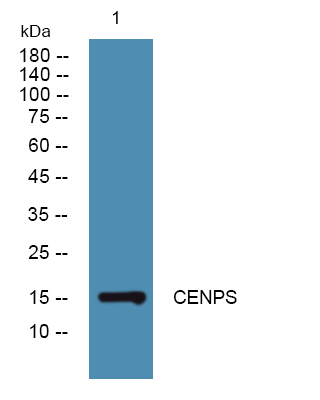 CENPS Antibody