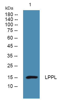 LPPL Antibody