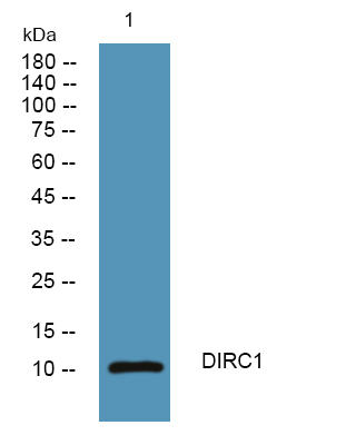 DIRC1 Antibody