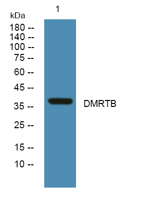 DMRTB1 Antibody