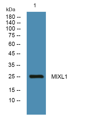 MIXL1 Antibody