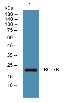 BCL7B Antibody