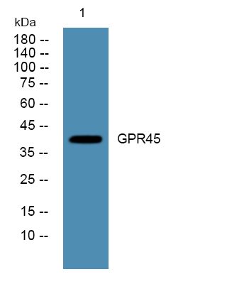 GPR45 Antibody