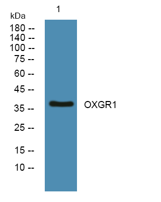 GPR80/GPR99 Antibody